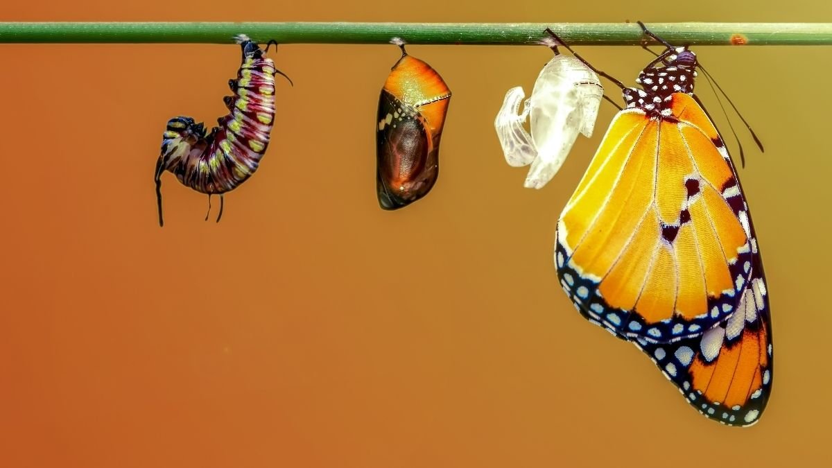 Metamorfose de uma borboleta, simbolizando os sinais da riqueza e a transformação interna segundo Napoleon Hill.