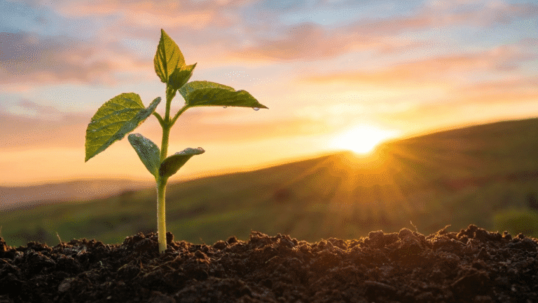 Pequena planta crescendo ao amanhecer, simbolizando que todo dia é uma nova chance de evoluir através do progresso contínuo.