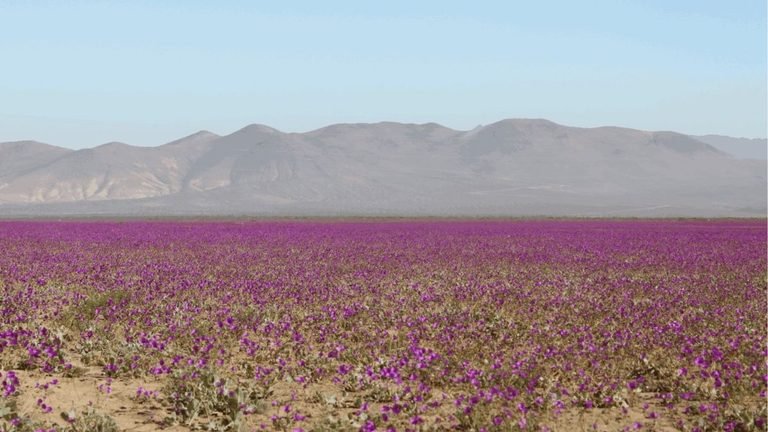 Deserto do Atacama ganha tapete de flores após chuvas intensas